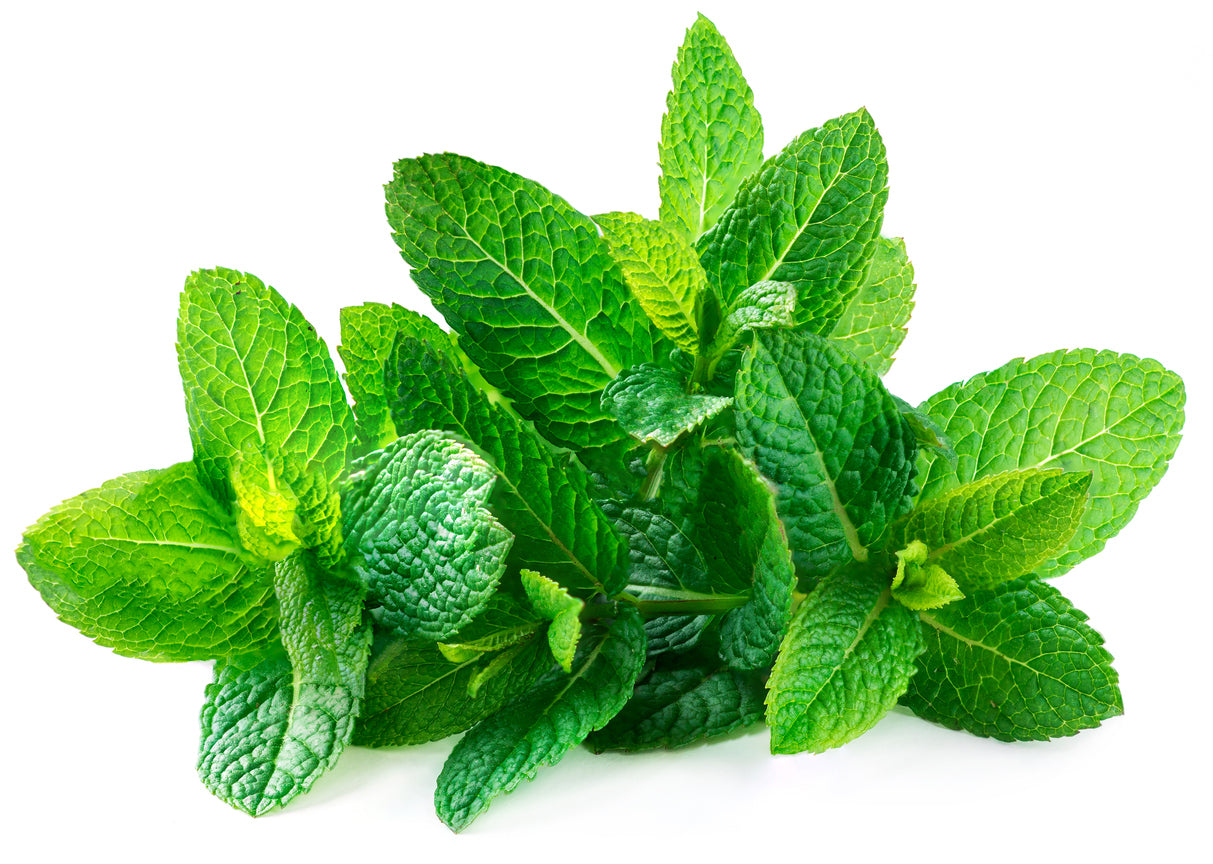Peppermint leaves 