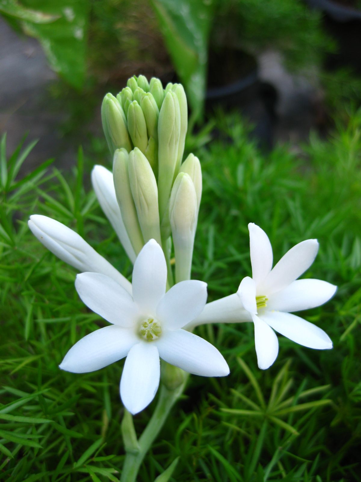 Tuberose flower scent