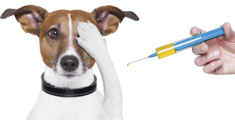How To Deal With Dog Having Trouble Walking After Shots.