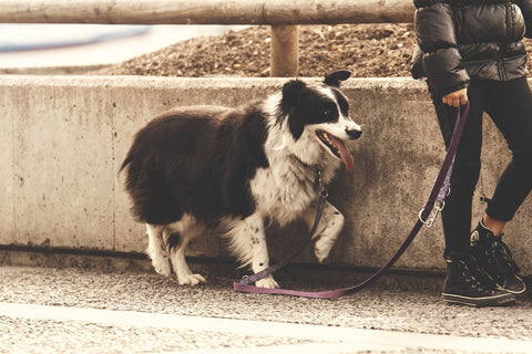 How To Master Dog Walks Without A Leash Even If Cafes Are Near