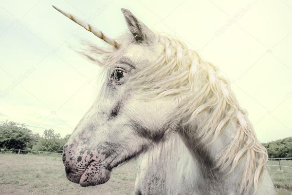 Science décalée : la licorne existe, nous l'avons rencontrée