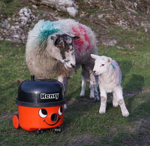 Henry Hoover on tour sheep 