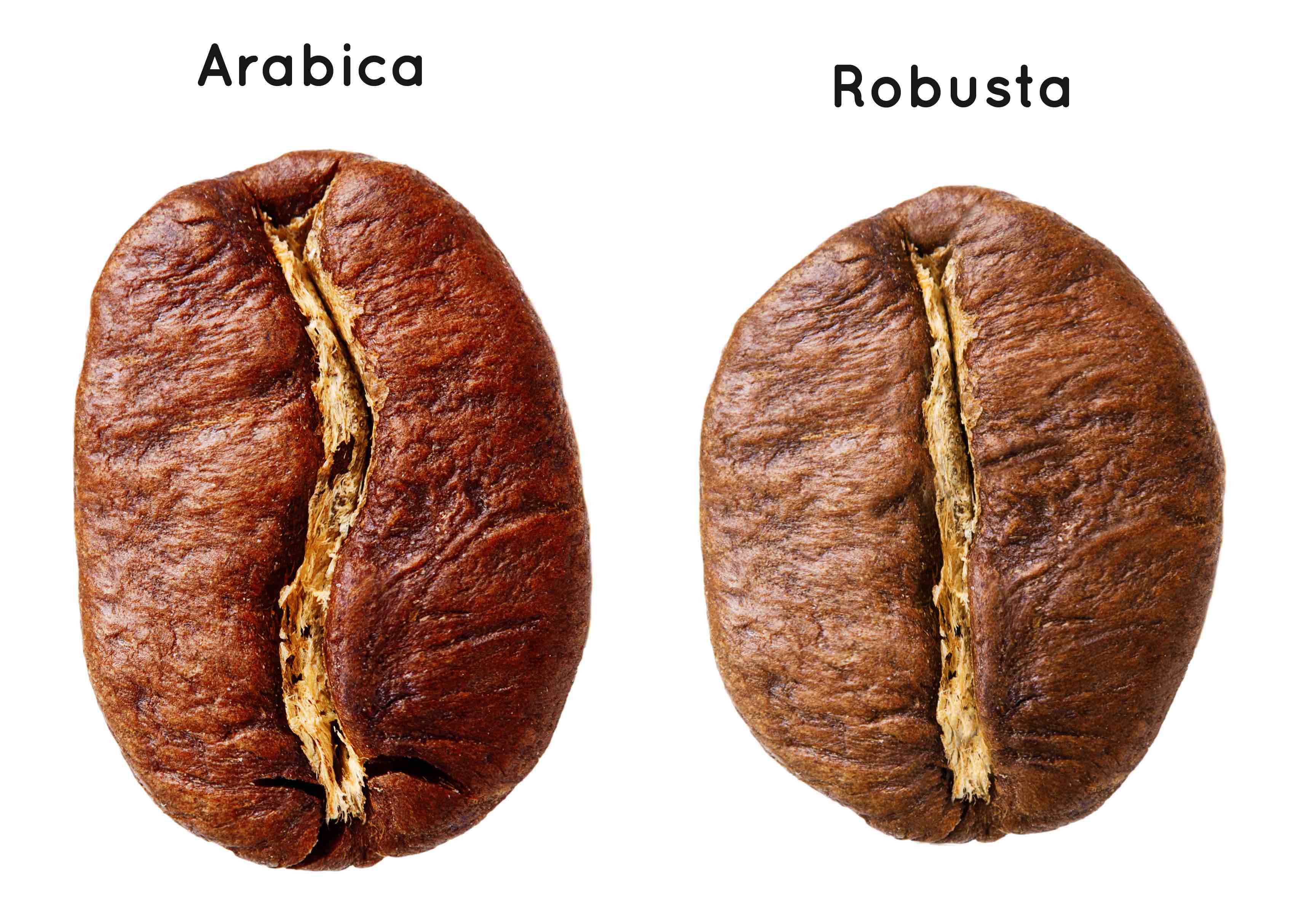 différence entre un grain de café arabica et robusta
