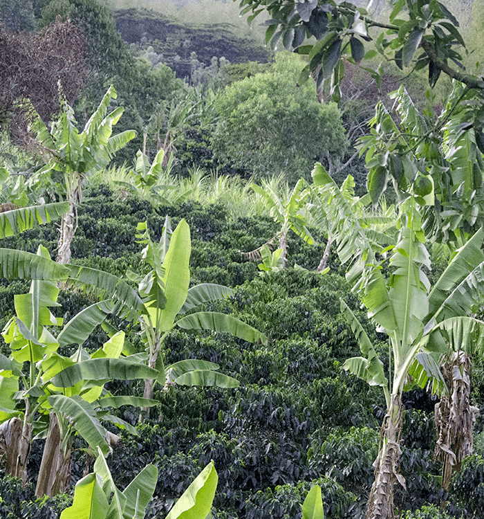 Plantation de café en Colombie, terroir du Quindio