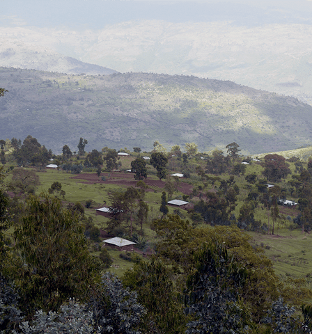 plantation de café en Ethiopie dans la région de East Harrar