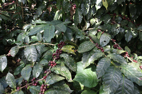 Cerises de café de la plantation de Mauricio Salaverria
