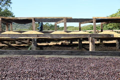 Séchage du café dans la plantation Villa Galicia