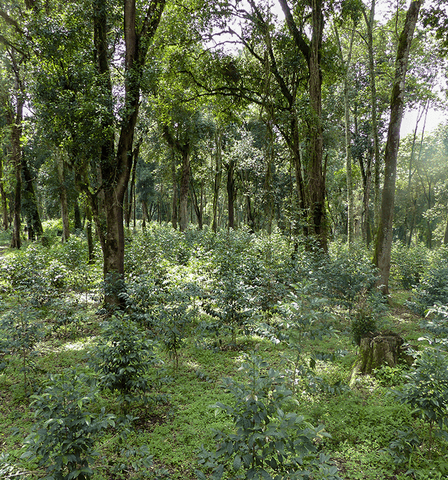 plantation de café en Ethiopie dans la région du Sidamo