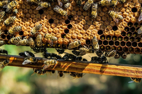 Bienen nutzen Hanf zur Reparatur des Bienenstocks