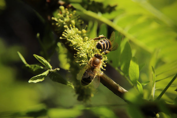 Hanf als Nahrungsquelle für Bienen