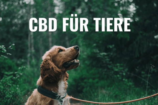 CBD für Tiere - HANS Brainfood
