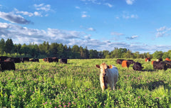 Cattle grazing on pasture at Heartstone Farm