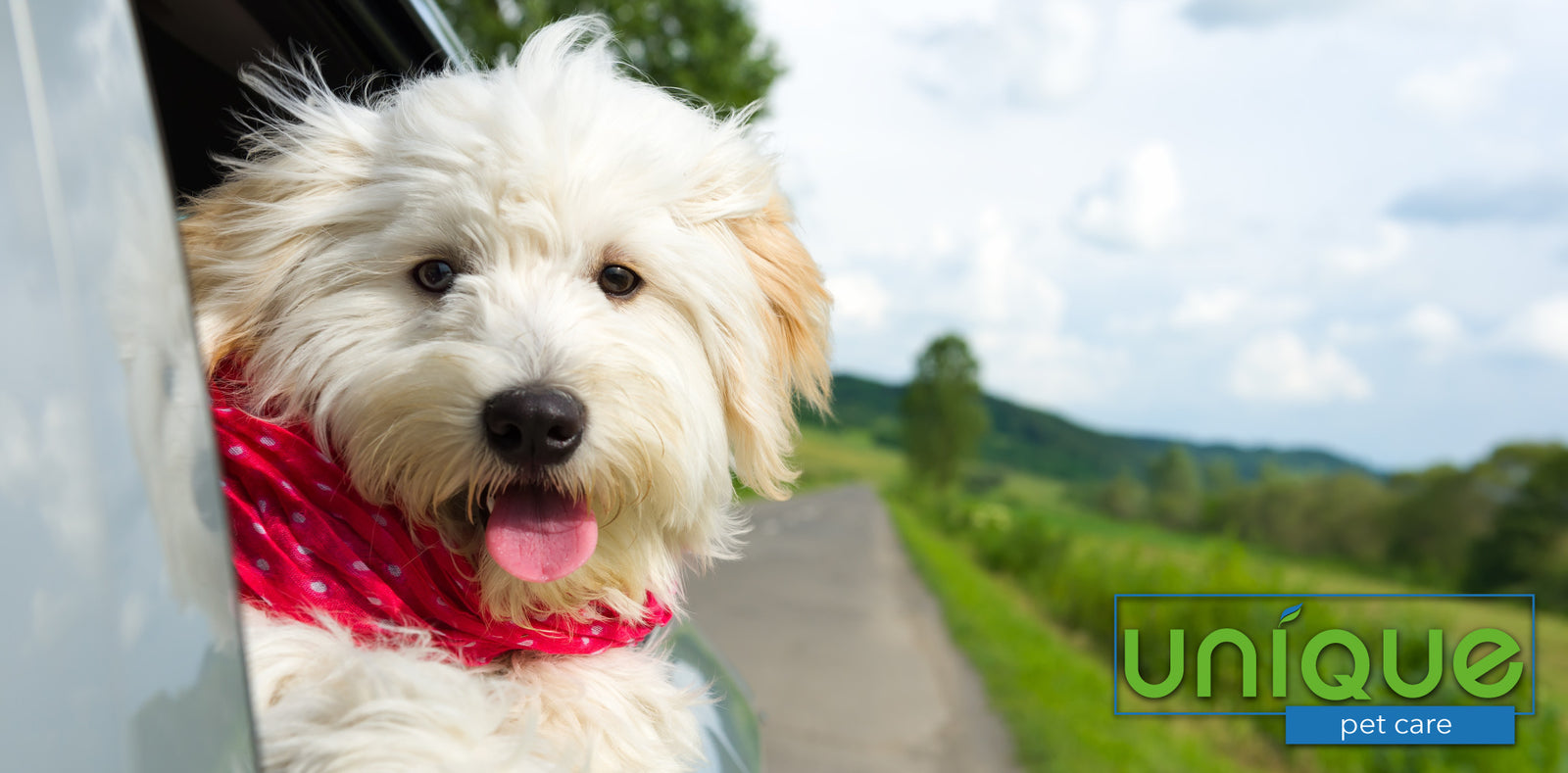 How to Remove Pet Odor From Your Car
