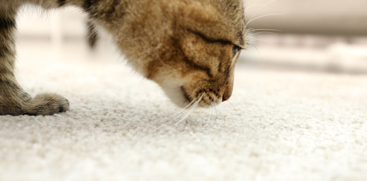 How To Clean Cat Vomit From Wool Rug