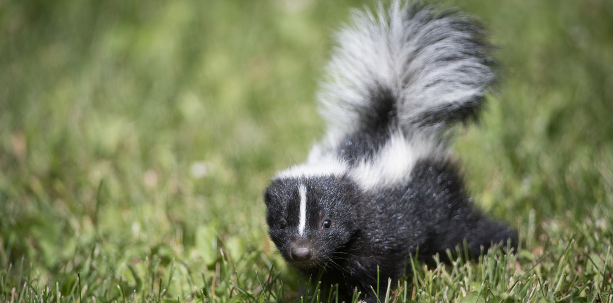 skunk standing inthe grass