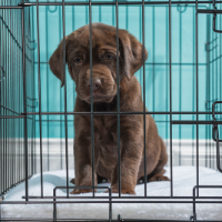 Chocolate lab puppy in a wire dog crate with a white pet bed against a turquoise colored wall