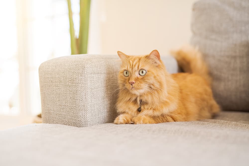 orange cat on beige couch, hacks for pet parents, how to remove cat hair from furniture