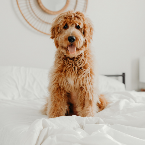 Cleaning a Stinky Pet Bed