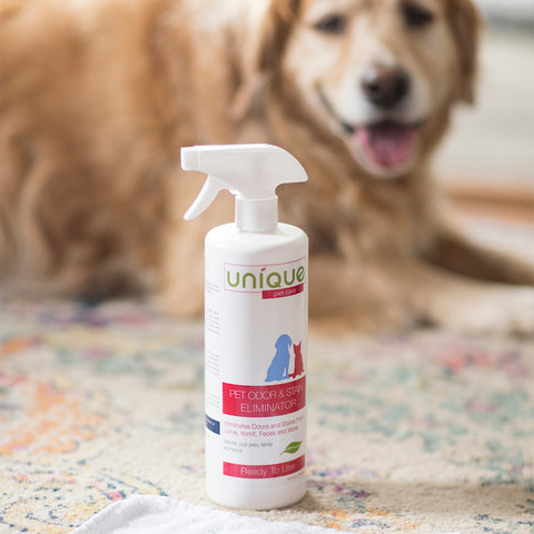 unique pet care pet odor and stain eliminator used to clean a carpet while dog watching