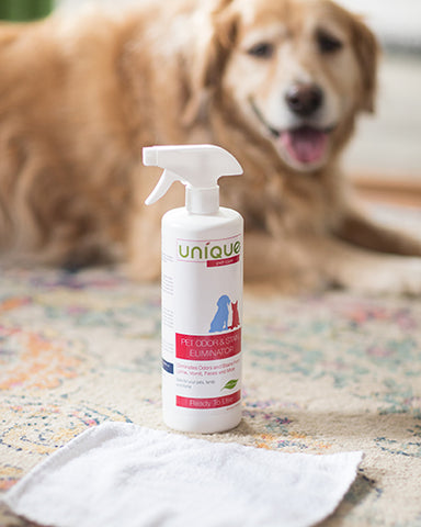 using unique pet care pet odor and stain eliminator to clean cat vomit from carpet while dog watches