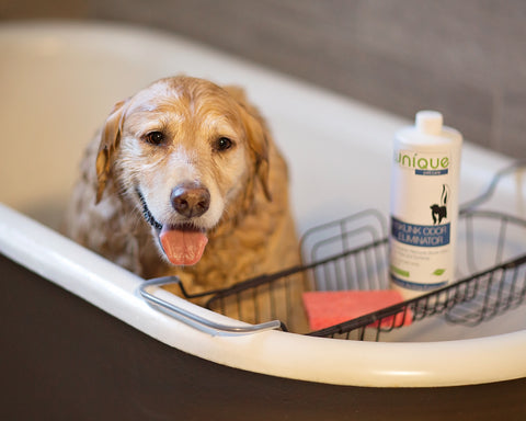 Dog in bathtub being washed with Unique Skunk Odor Remover