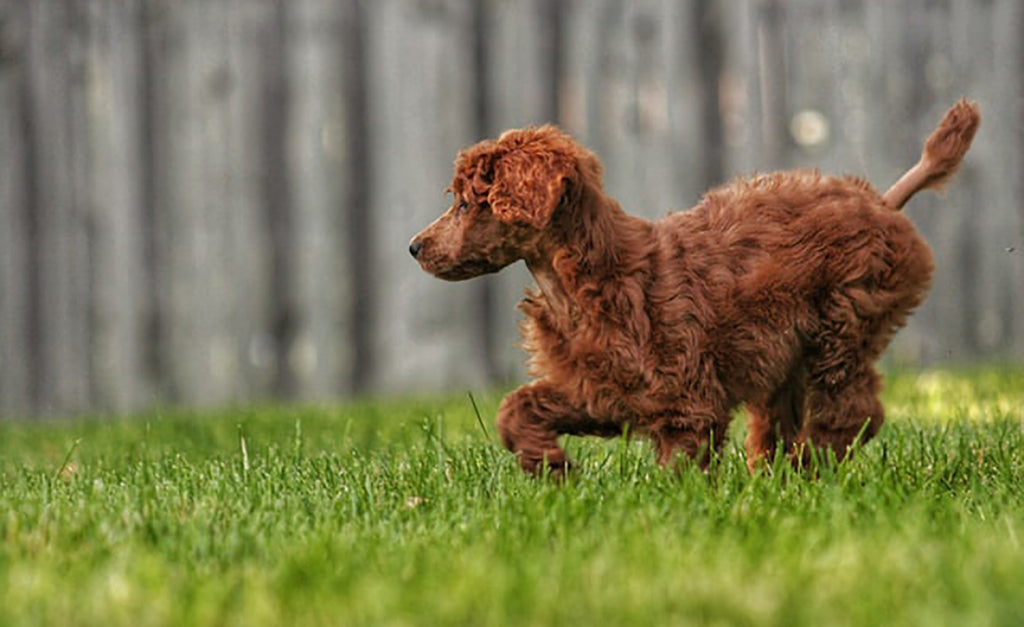 outdoor pet odors