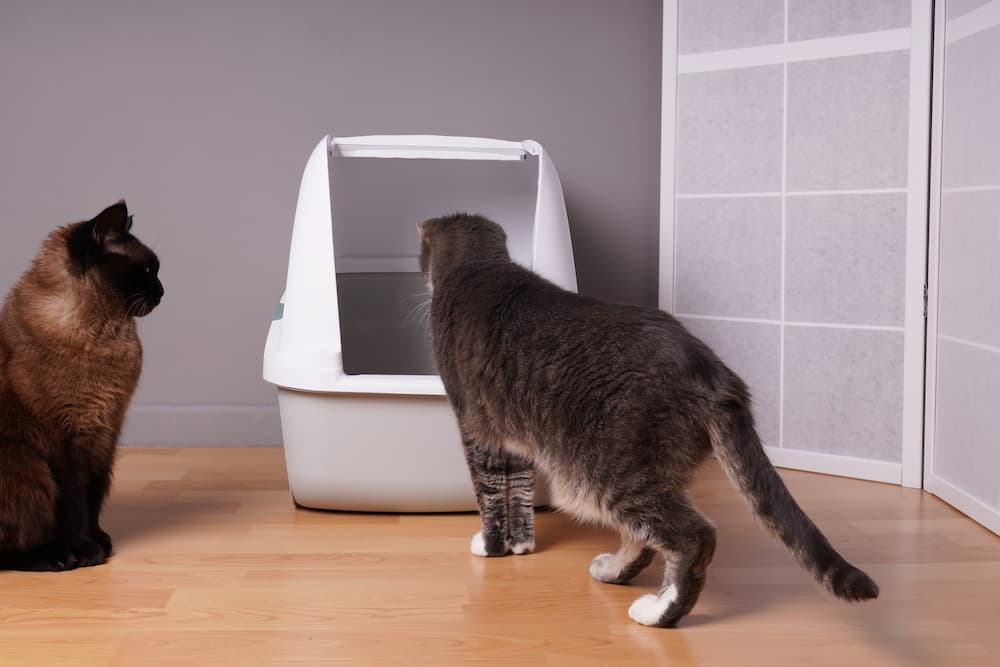 two cats curious about litter box, if you have multiple cats, you need extra litter boxes to keep litter box odors under control