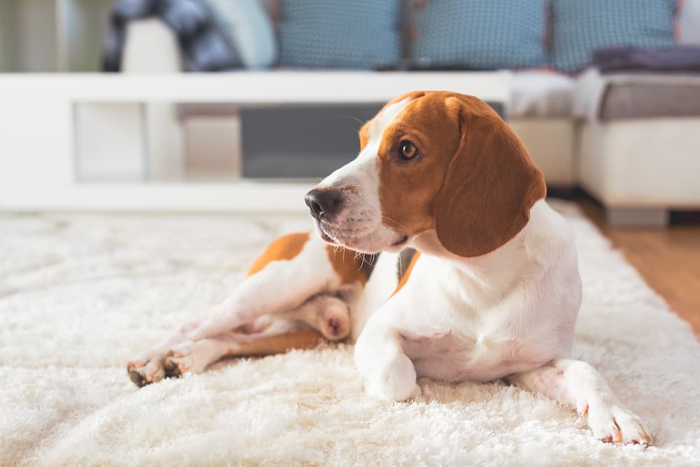 beagle dog laying on carpet to show Unique Advanced Dog Odor and Stain Remover is effective at cleaning berber carpets