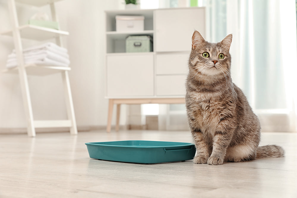 gray tabby cat standing next to litter box on laminate flooring to demonstrate that Unique Pet Care's hard floor cleaner cleans pet urine from wood floors