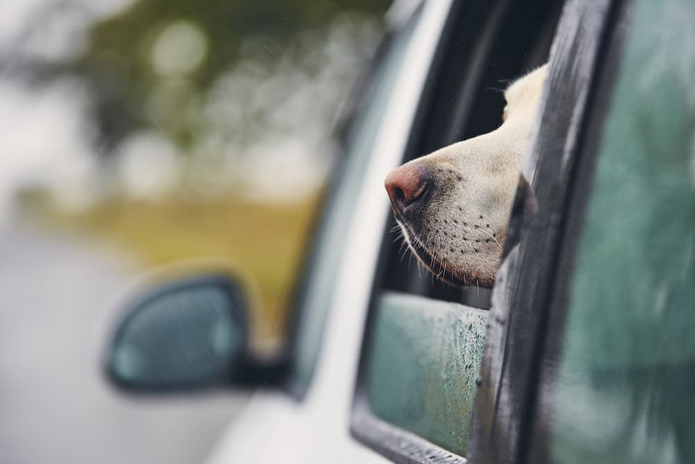 evacuating with a pet, dog in car, unique pet care, pet stain and odor remover