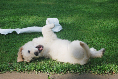 Puppy on his back in the grass palying with a roll of toilet paper