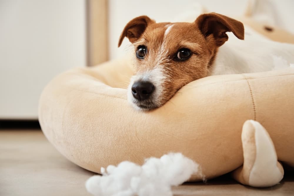 small terrier laying in pet bed, use Unique Pet Care Pet Bed Cleaner to clean and deodorize stinky dog beds
