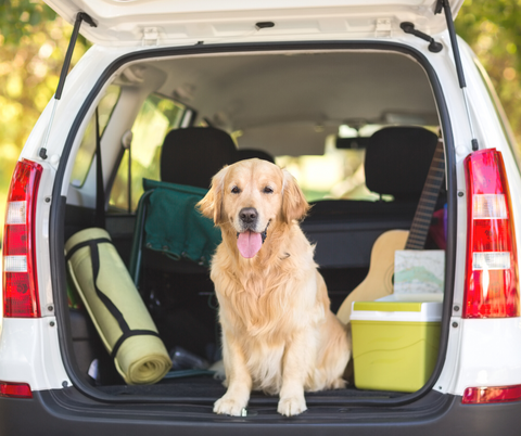 Golden retreiver in the back of car with door open there is a yoga mat and cooler in the back of the car
