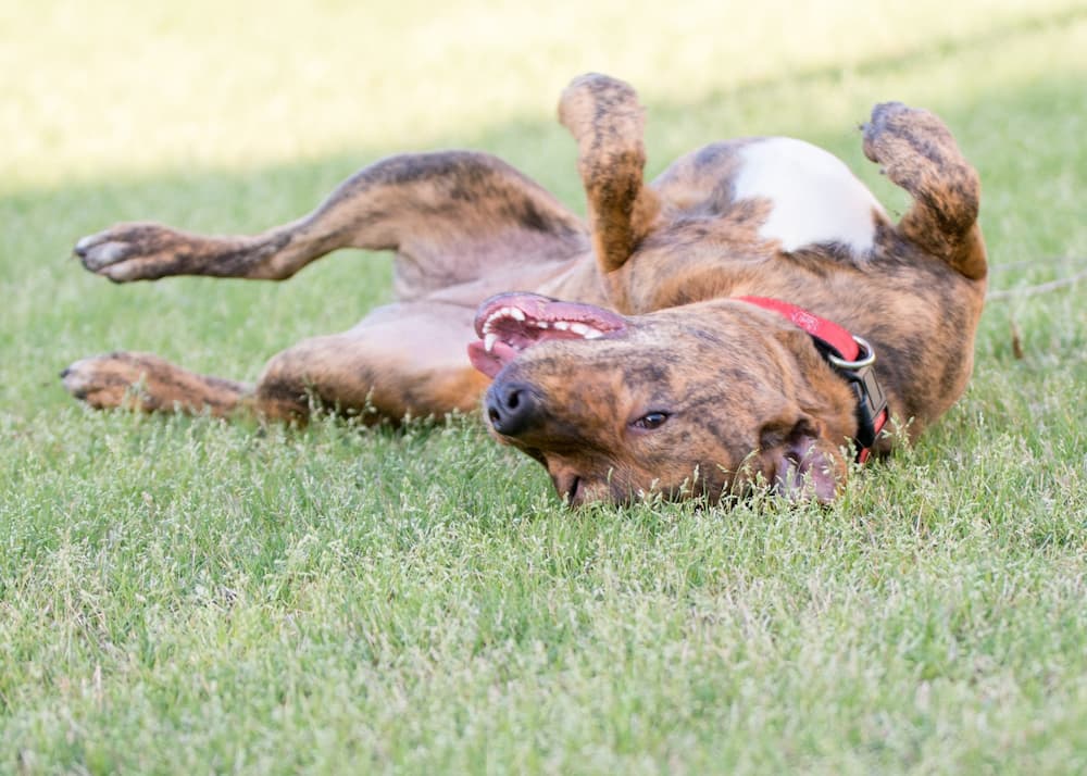 dog rolling in grass and dirt will bring that mess to their pet bed, use Unique Pet Bed Cleaner to remove stains and odors from dog beds