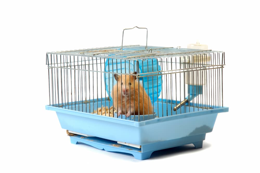hamster in cage, keeping pets safe in an emergency, unique pet care, evacuate with pets, hurricane season prep