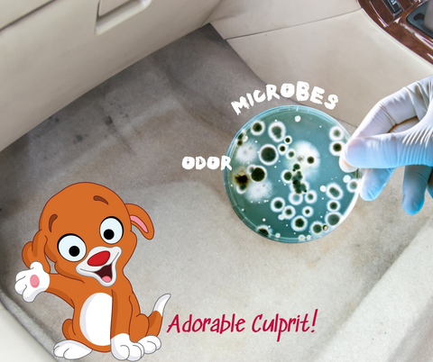 picture of microbe in fllor of a car with a cartoon puppy