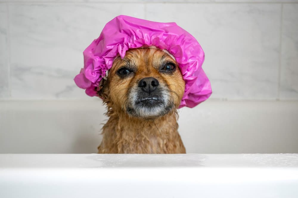 dog wearing a shower cap in the bath tub, using a shower cap to protect eyes and ears during bath, pet hacks, unique pet care
