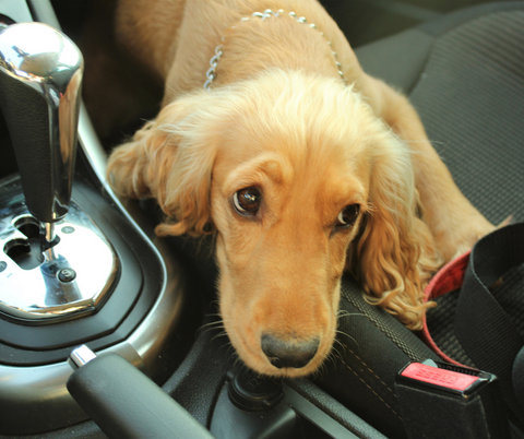 puppy in car by gear shift