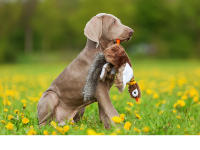 Weimeriner puppy in a field with yellow flowers holding a toy duck