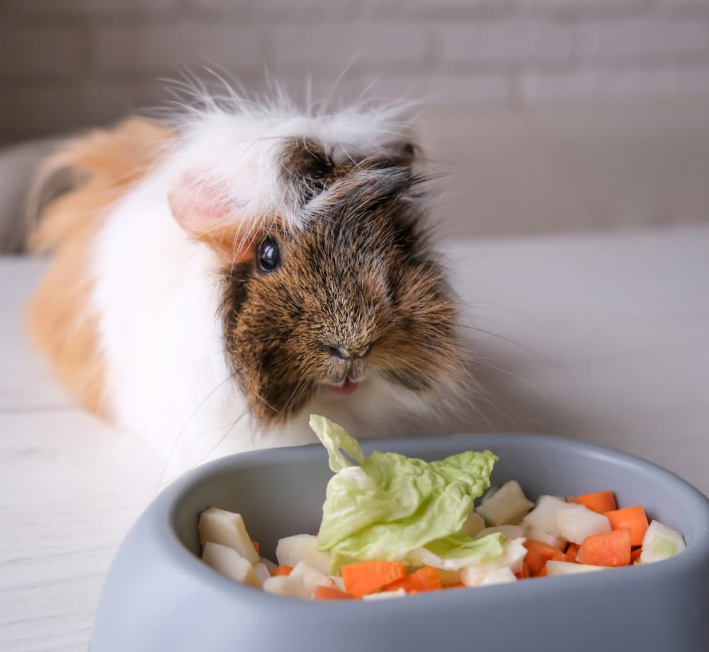 cleaning a guinea pig cage