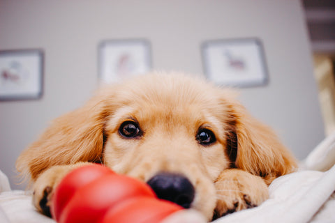 Golden Retreiver Puppy with head on bed looking at a red kong toy