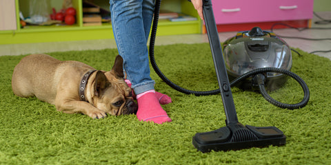 french bulldog, vacuuming green carpet