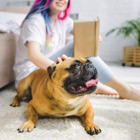 smiling women with french bulldog on carpeted floor