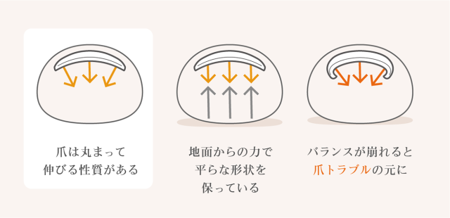 足爪は本来、丸まって伸びる性質があり歩行時に地面から適度な力が加わることで平らな形状を保っています。