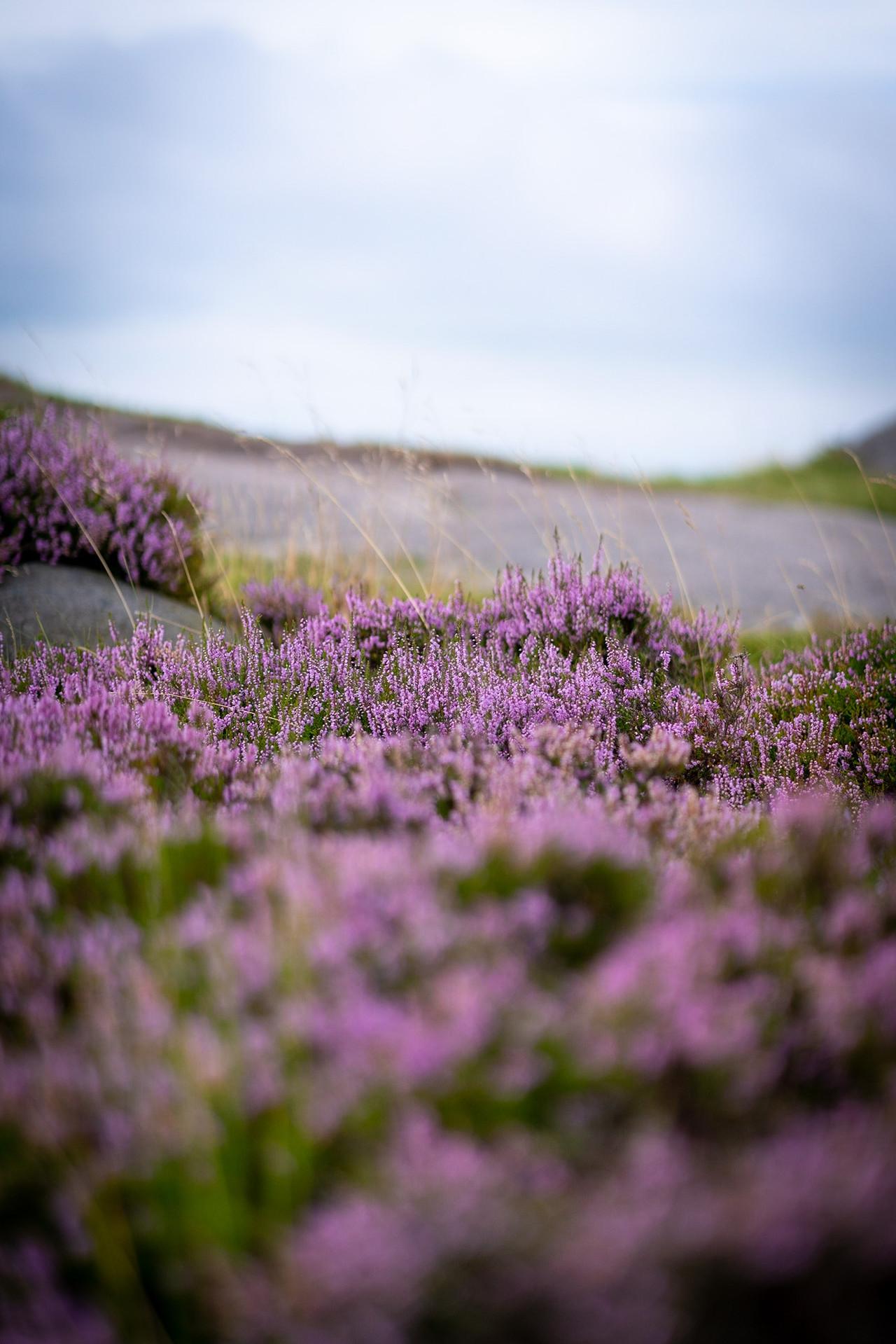 Moorlands as inspiration for our Rose Jocham wallpaper collection