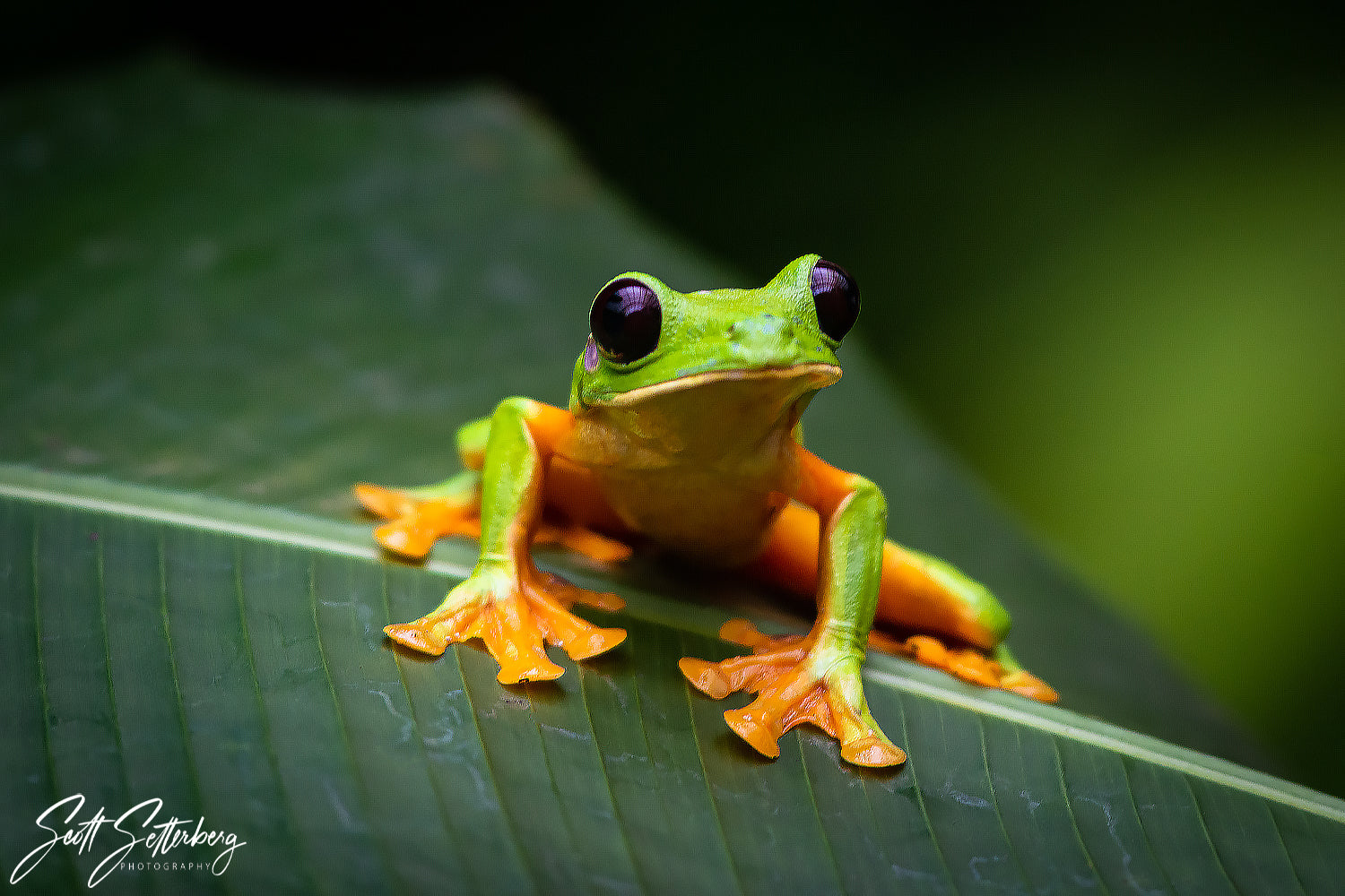 Gliding Tree Frog, Costa Rica