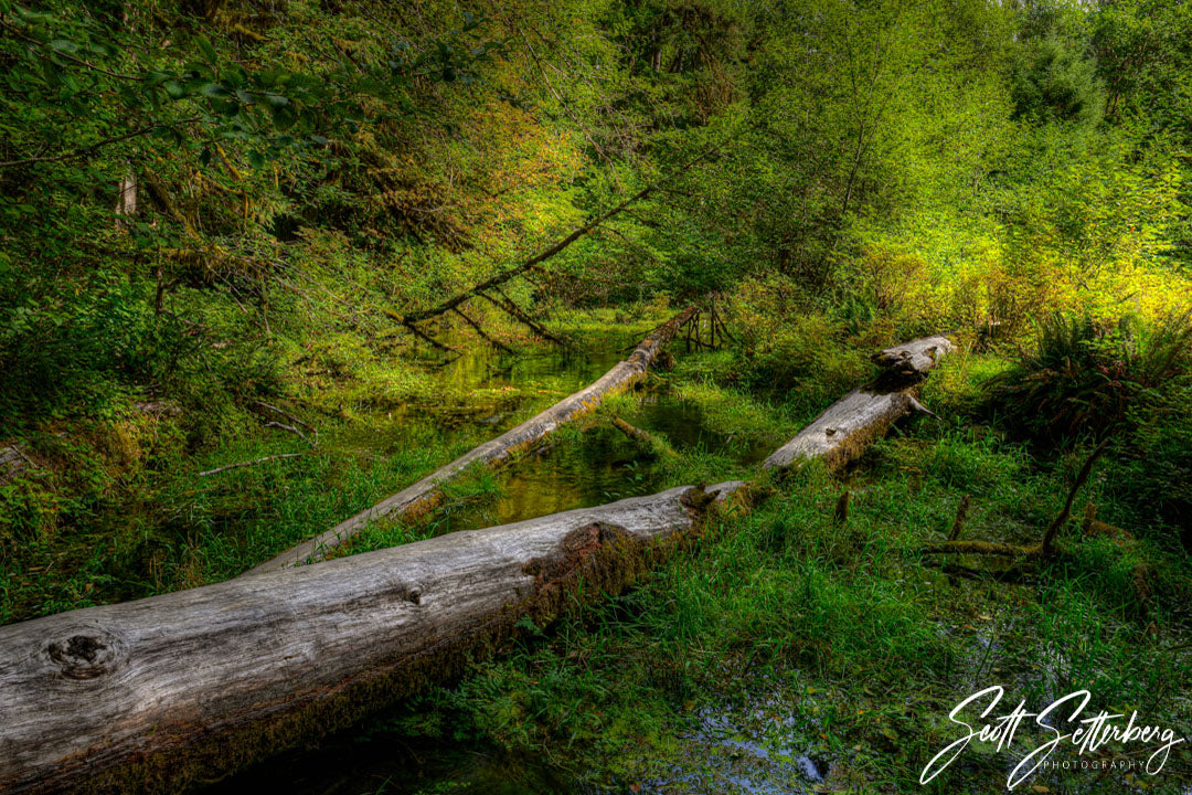 Hoh Rainforest, Olympic National Park, Washington State