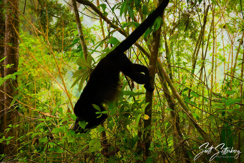 Howler Monkey