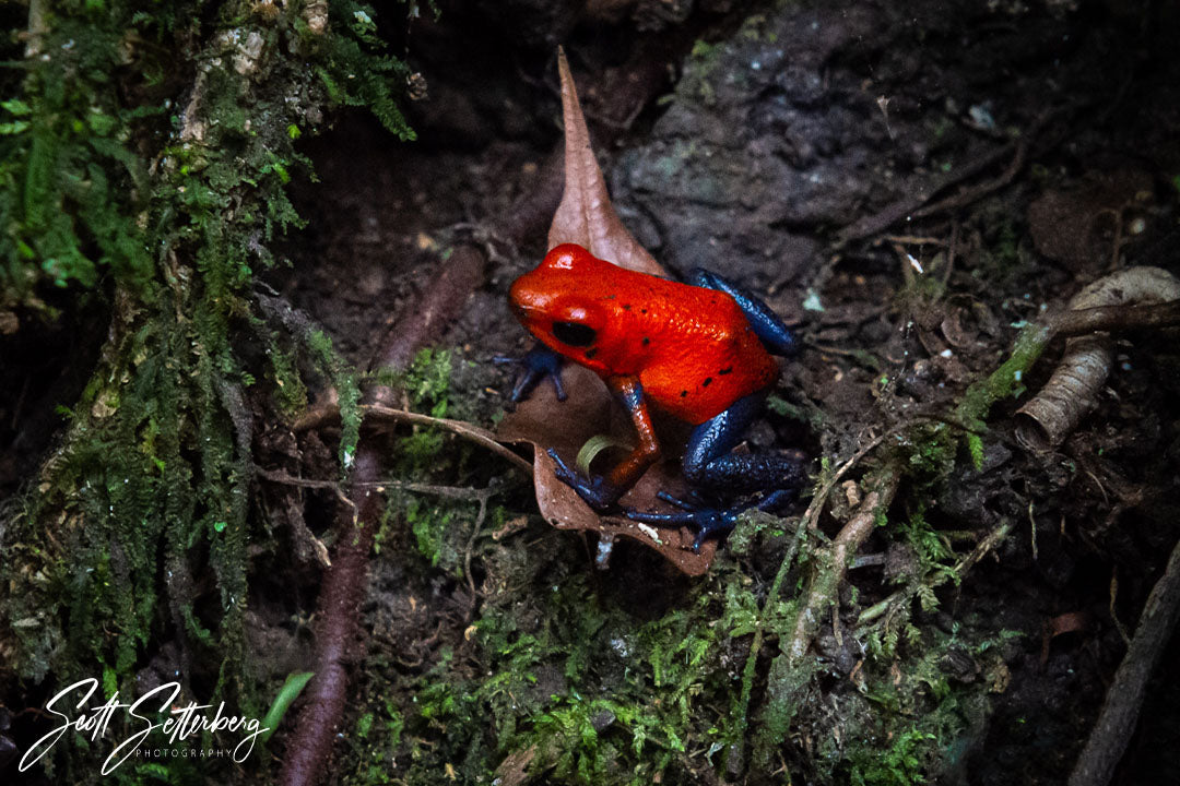 Poison Dart Frog, Costa Rica