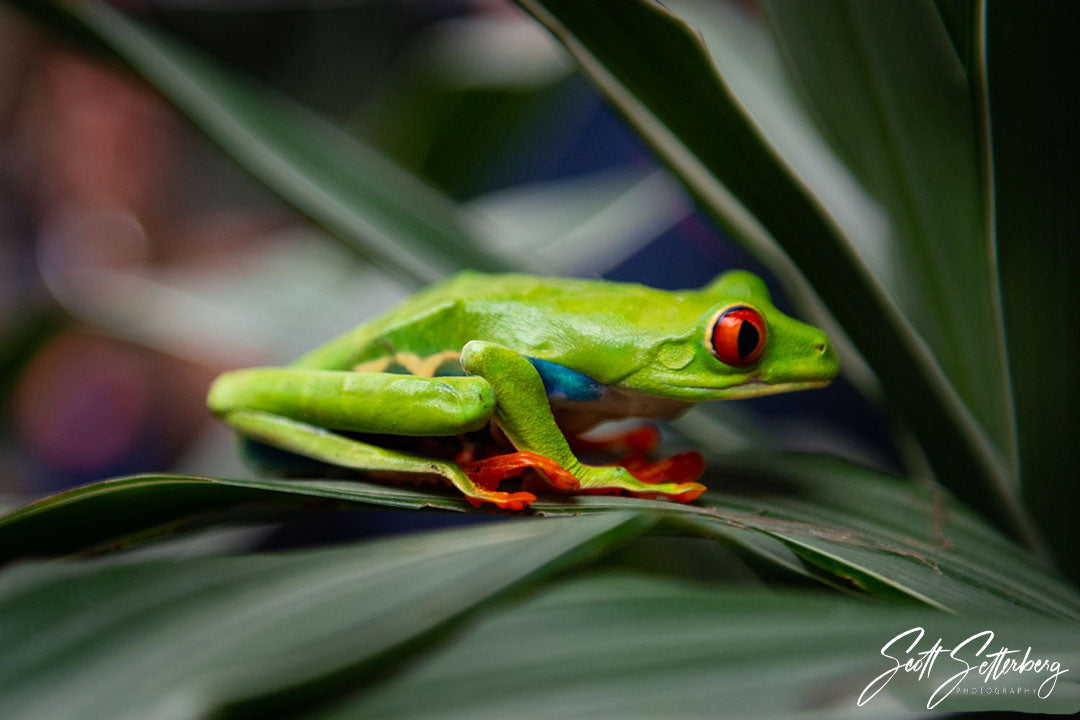 Red-Eyed Tree Frog